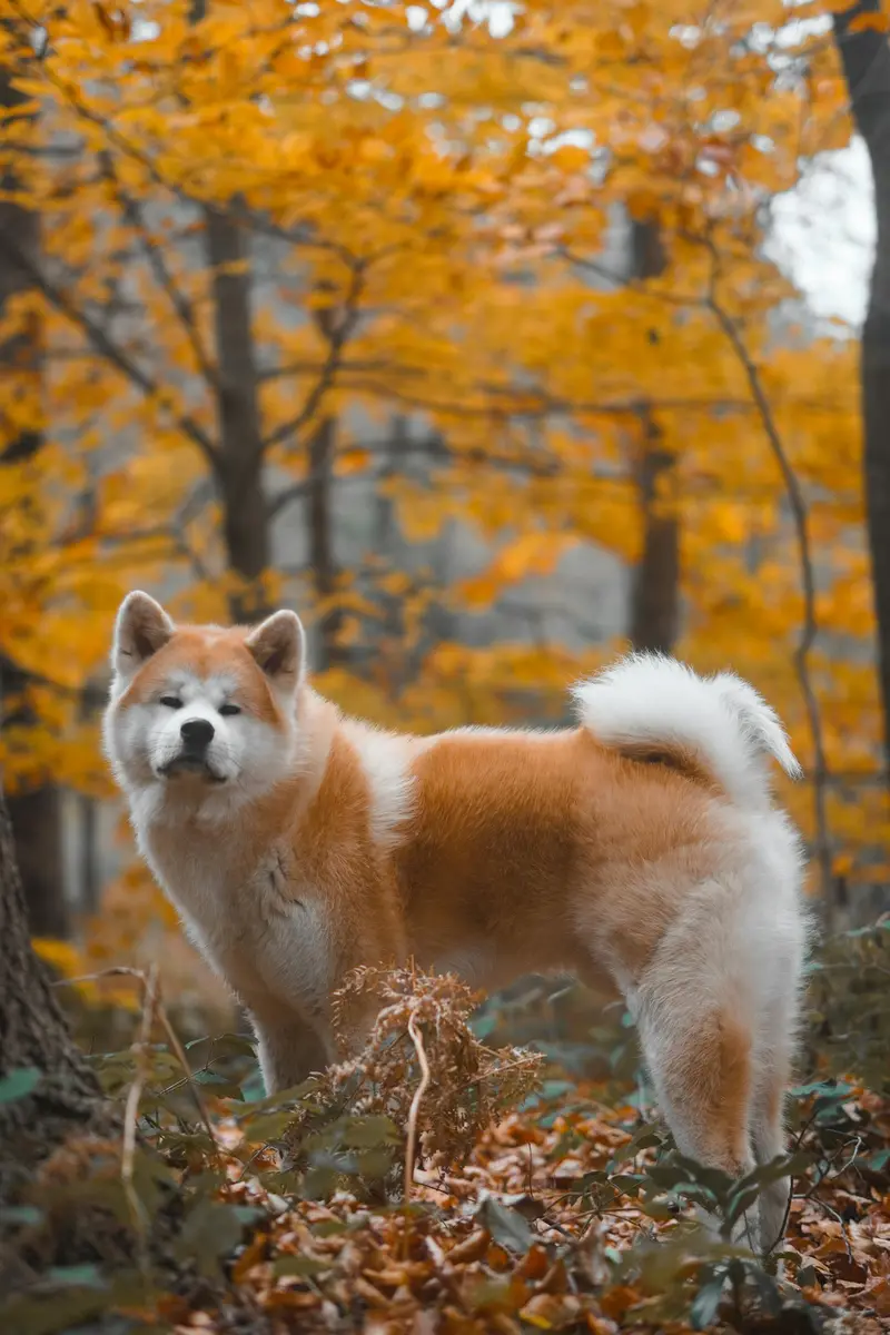 Akita Inu