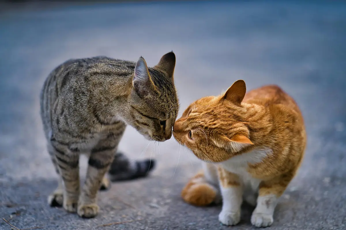 cats
