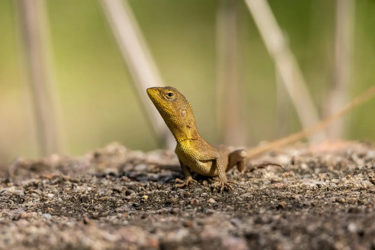 LIZARD