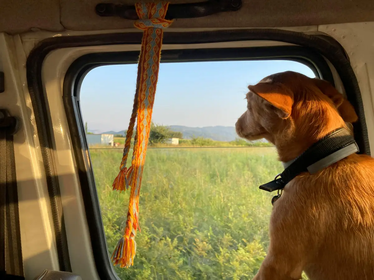 TRAVEL WITH DOG