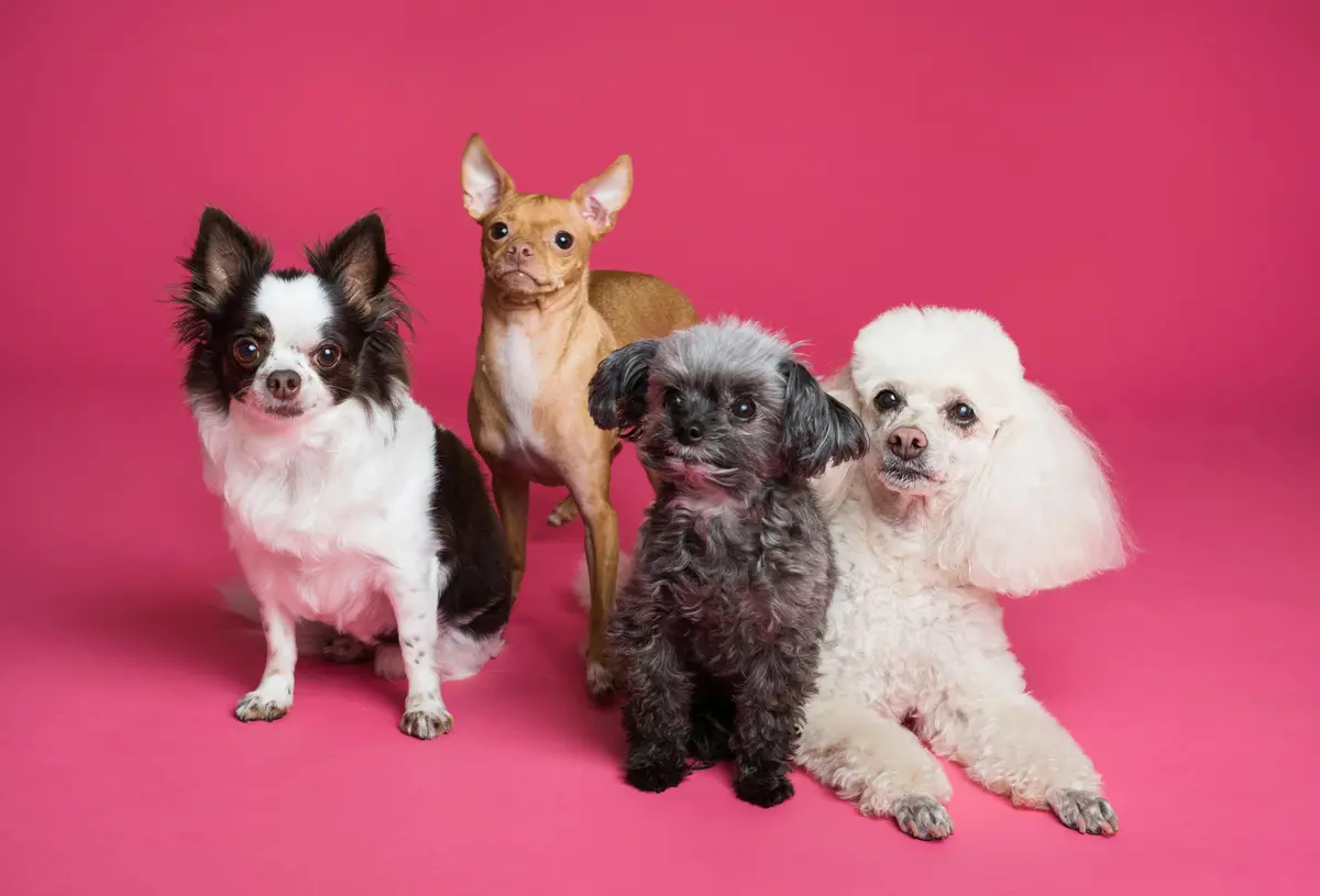 pets
