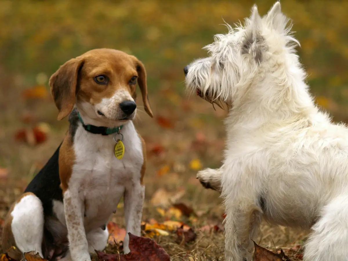 dogs behavior