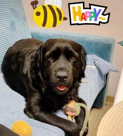 Апартамент за Гости "Bee Happy" Пчелински бани