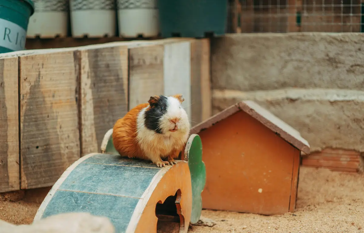 guinea pig