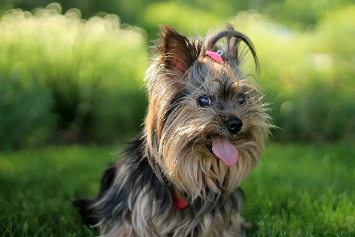 yorki