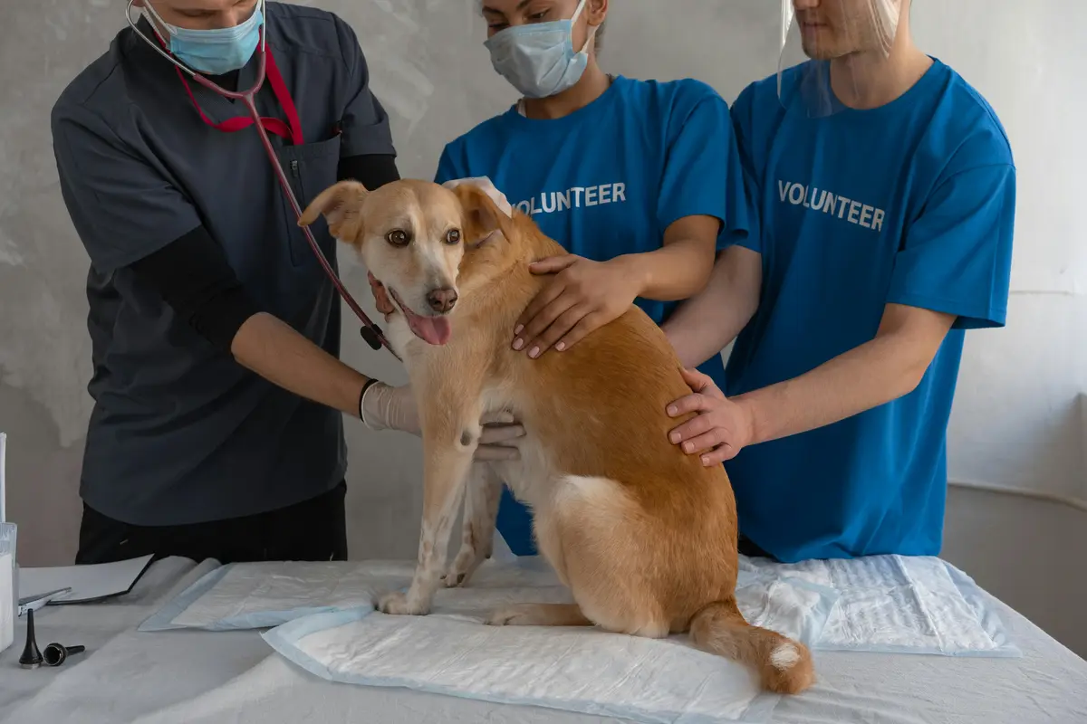VET FIRST AID