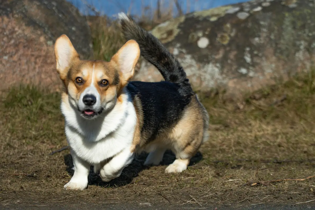 Korgi dog