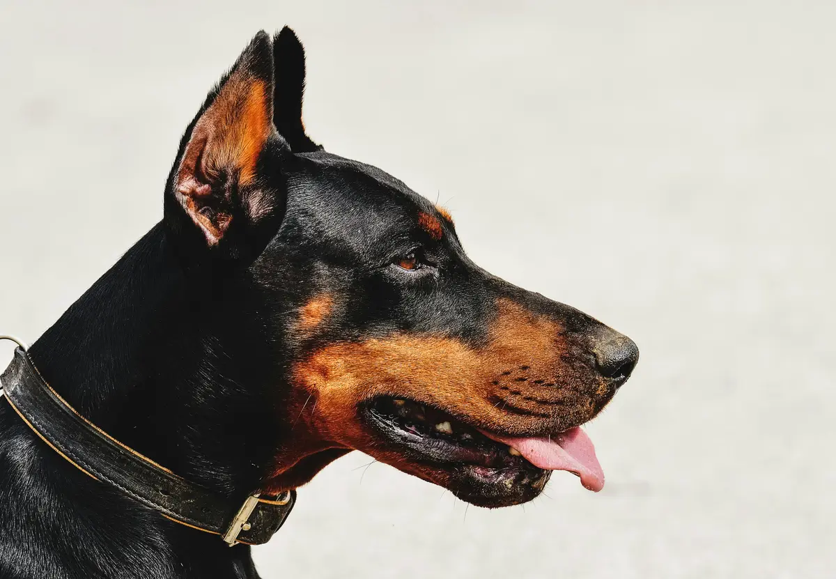 doberman