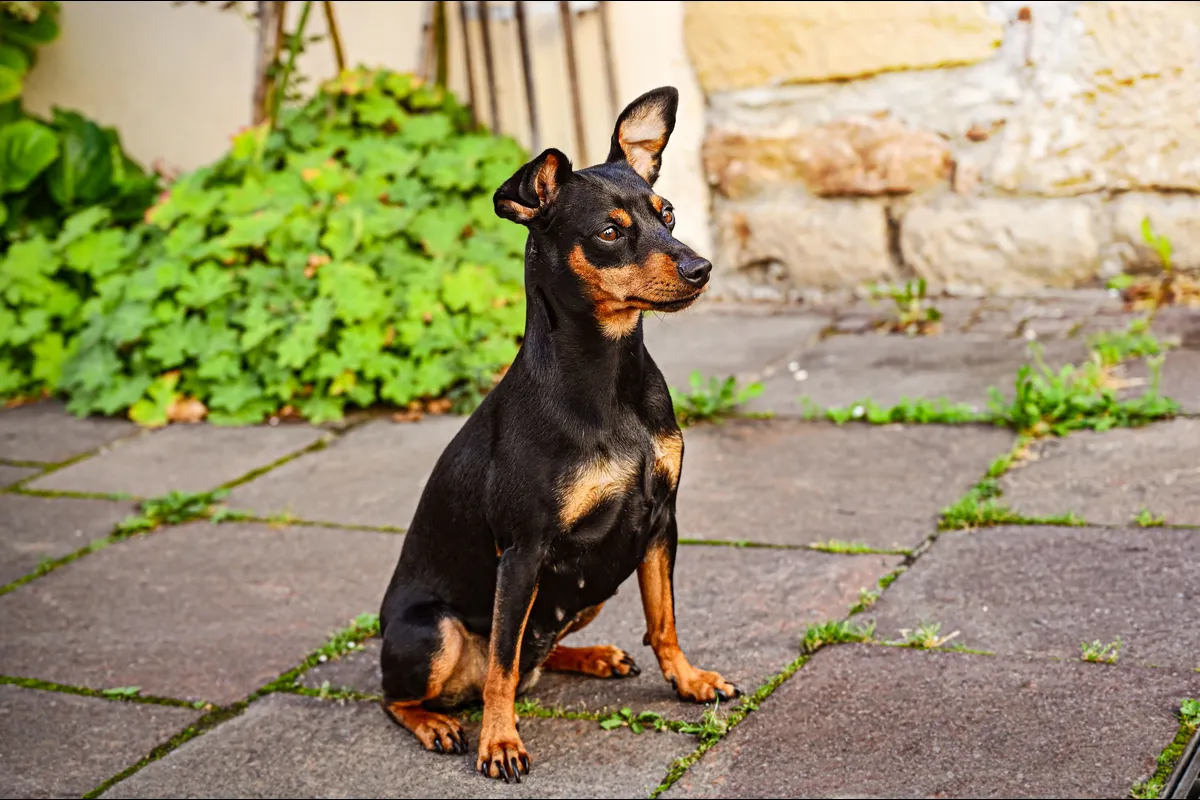 PINSCHER