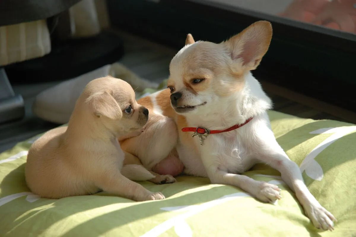CHIHUAHUA