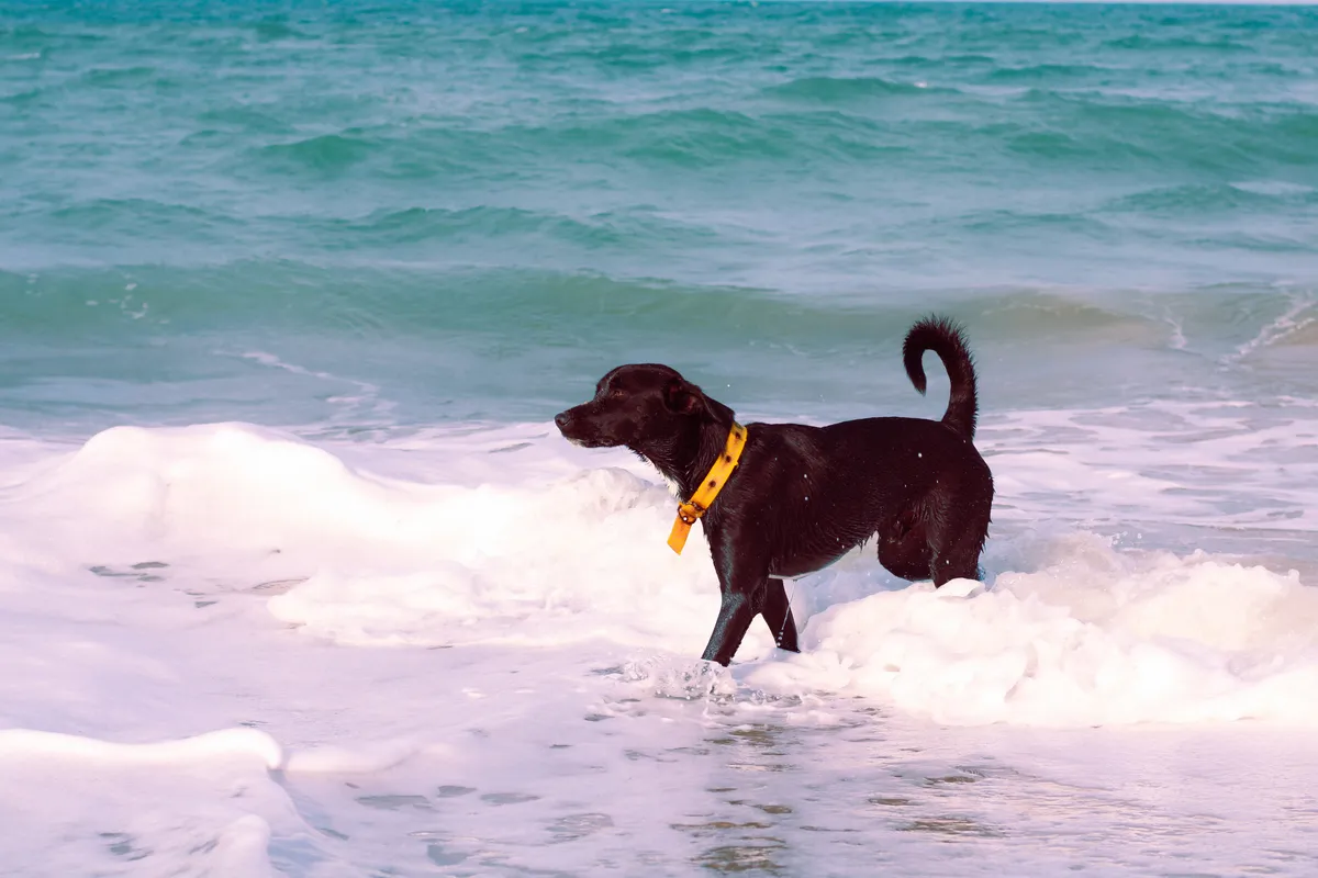dog on beach