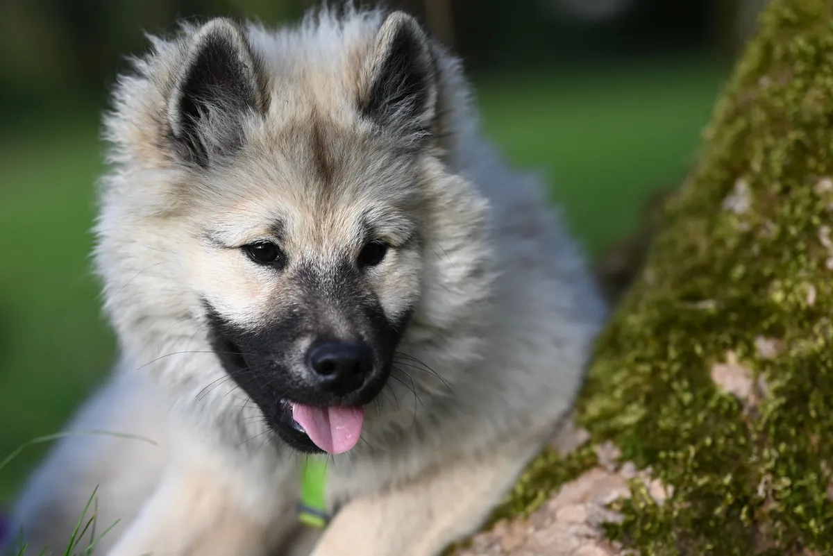 spitz